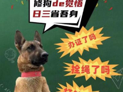 关于做好办犬证送保险宣传活动的通知