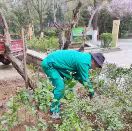 春风植新绿，共建美家园——高山流水社区植树节特别行动