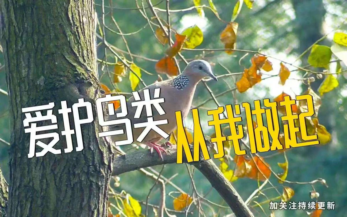 守护蓝天精灵 共建和谐家园 —龙山路社区关于保护野生鸟类倡议书