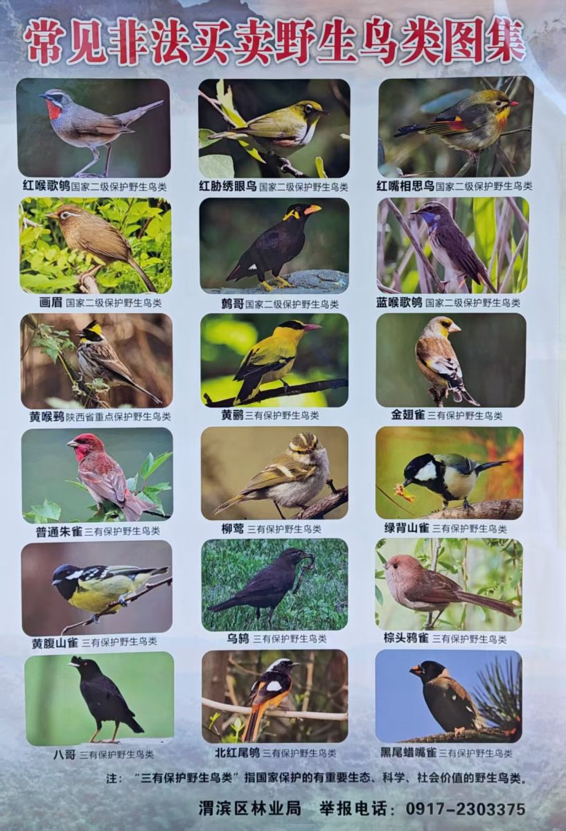 关于加强鸟类等野生动物资源保护的公告