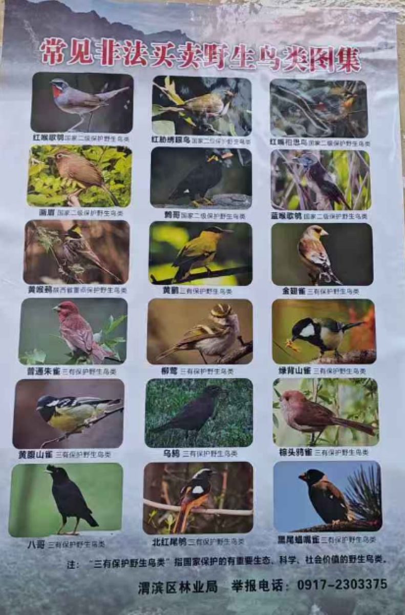 关于加强鸟类等野生动物资源保护的通告